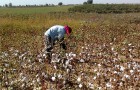 Uzbekistan: Forced to labor in cotton fields, students rebel